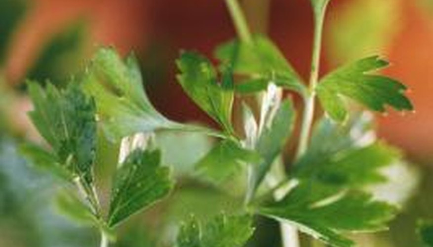 Parsley is a biennial herb that enjoys cool weather. Parsley is a biennial herb that enjoys cool weather.