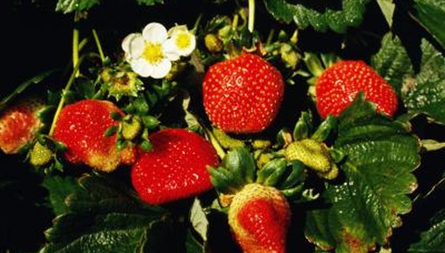 cages-to-protect-strawberries-garden-guides