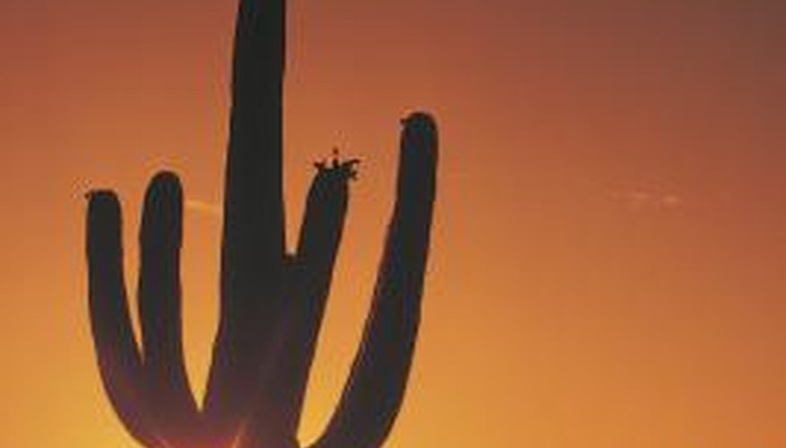 Many cactus problems, such as leaning, stem from overwatering. Many cactus problems, such as leaning, stem from overwatering.