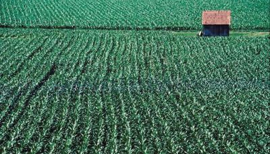 Calculate grain shrinkage before marketing your grain. Calculate grain shrinkage before marketing your grain.