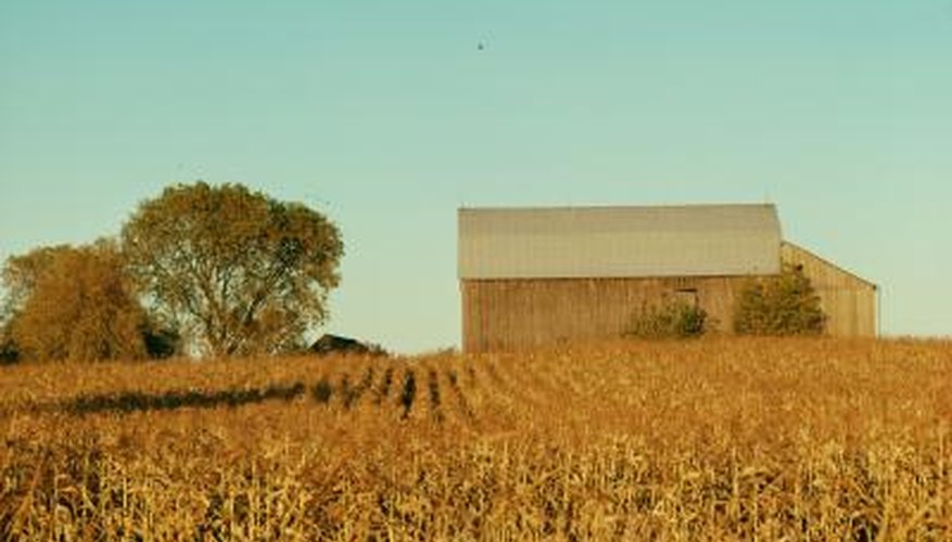 Corn likely evolved from wild grasses. Corn likely evolved from wild grasses.