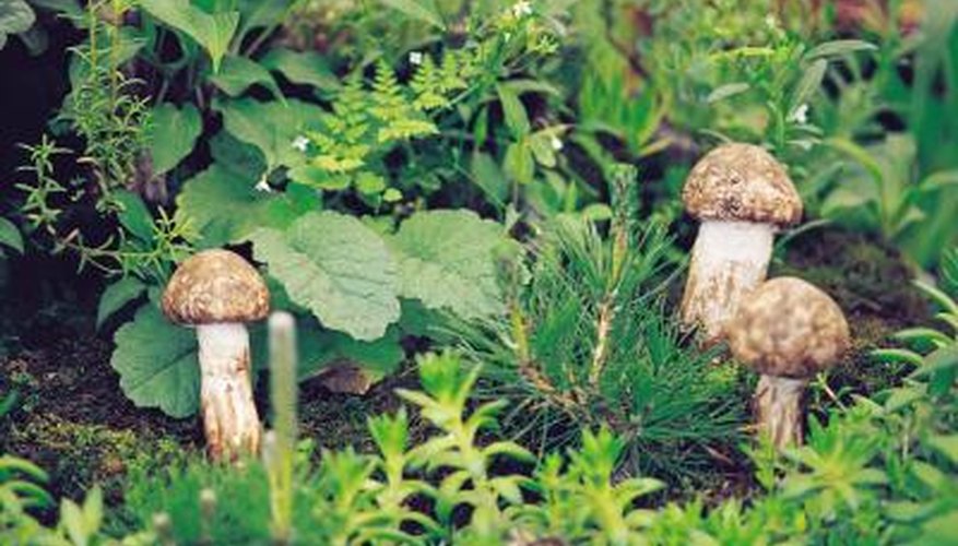 Transplanting mushrooms requires knowledge and patience. Transplanting mushrooms requires knowledge and patience.