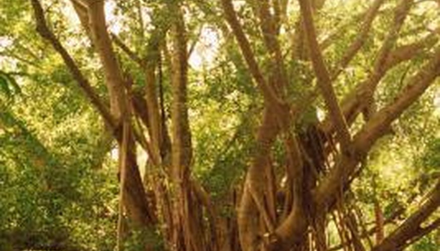Ficus benghalensis produces aerial roots that help support its enormous canopy. Ficus benghalensis produces aerial roots that help support its enormous canopy.