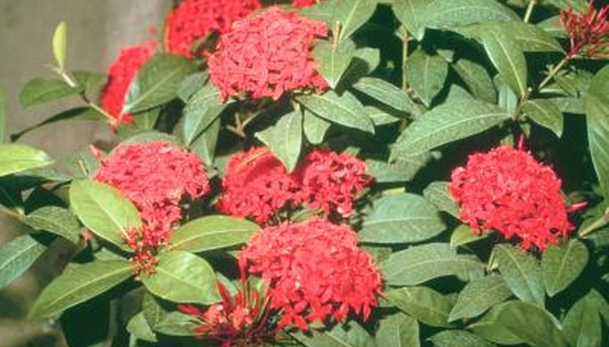 Ixora shrubs are also known as Flame of the Woods. Ixora shrubs are also known as Flame of the Woods.