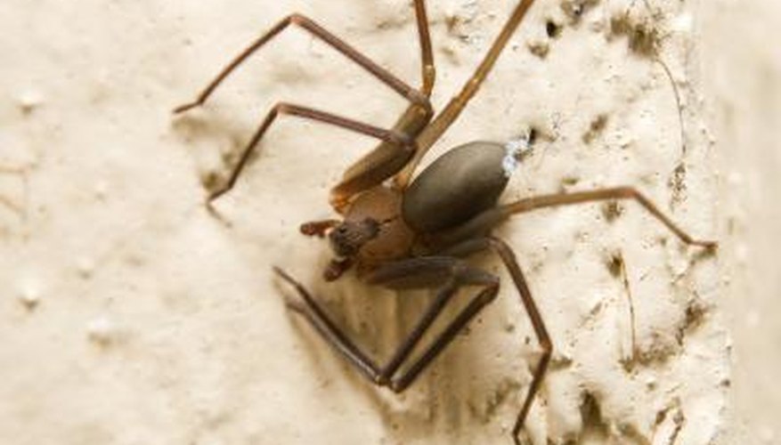 Brown Recluse spider. Brown Recluse spider.