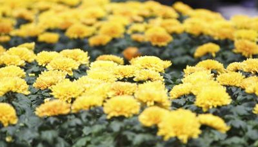 Mums have blooms and color that last for weeks. Mums have blooms and color that last for weeks.