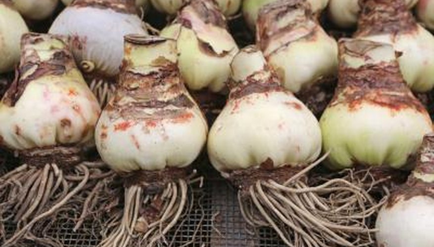 The bulbs can produce plants for 75 years. The bulbs can produce plants for 75 years.