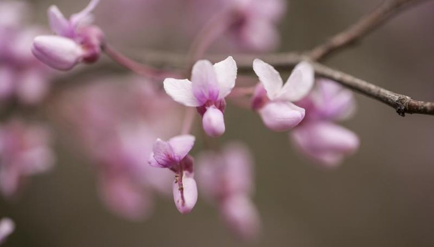 Redbud flowers resemble pea and bean blossoms. Redbud flowers resemble pea and bean blossoms.