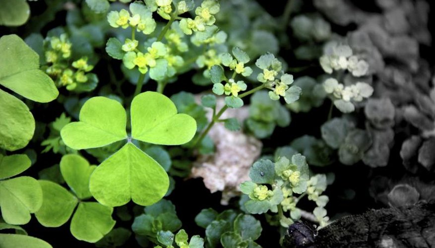 Oxalis family members sometimes feature three-lobed leaves. Oxalis family members sometimes feature three-lobed leaves.