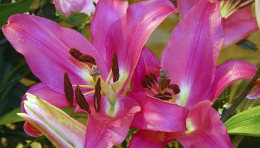 These flowers are native to the Americas, South Africa, and the Caribbean. These flowers are native to the Americas, South Africa, and the Caribbean.