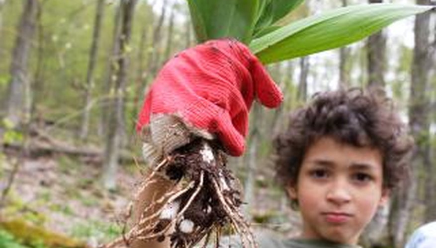Wild leeks grow in the woods of the eastern United States. Wild leeks grow in the woods of the eastern United States.