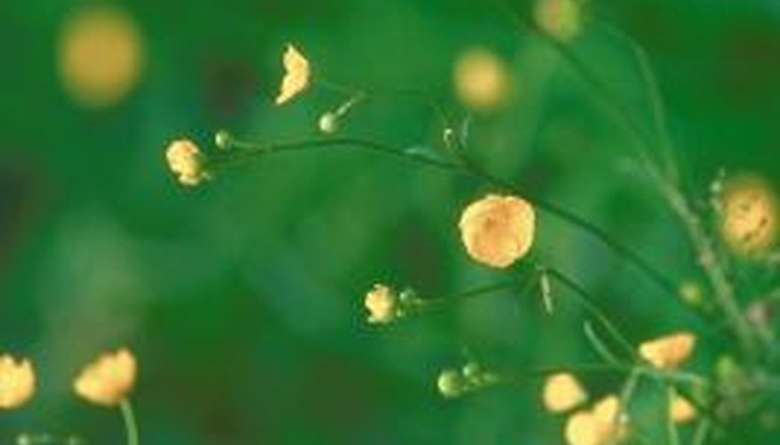 Buttercups, members of the Ranunculus genus, are dicots.Buttercups, members of the Ranunculus genus, are dicots. Buttercups, members of the Ranunculus genus, are dicots.Buttercups, members of the Ranunculus genus, are dicots.