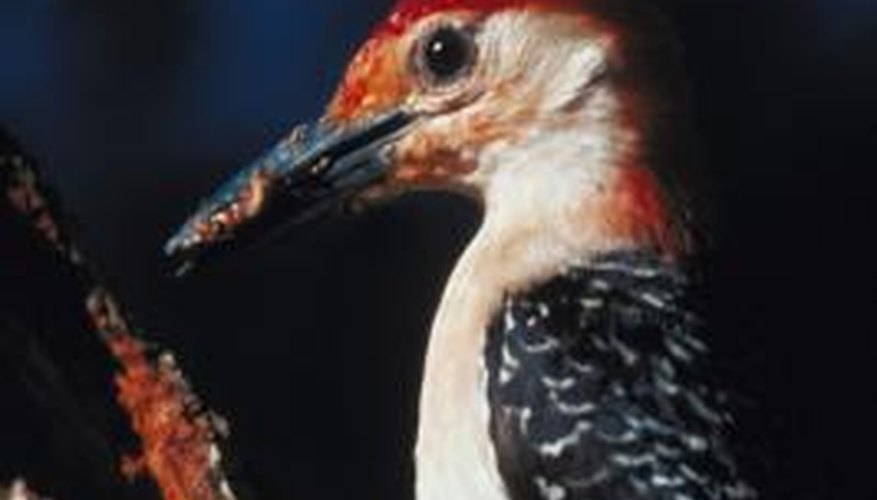 Woodpeckers peck on trees to find insects or make nests. Woodpeckers peck on trees to find insects or make nests.
