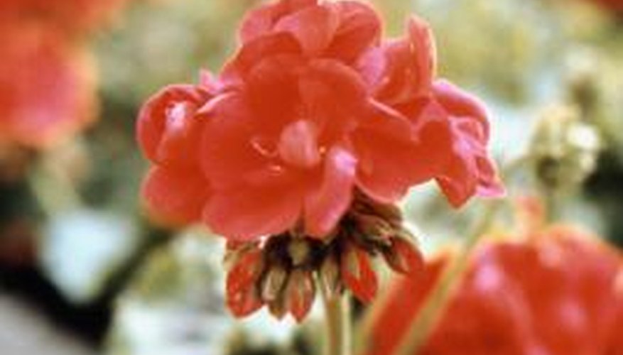 Geraniums are attractive, showy flowers. Geraniums are attractive, showy flowers.