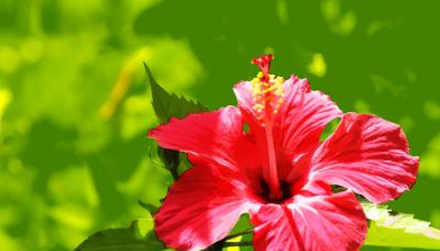 The hibiscus grows wild in Jamaica. The hibiscus grows wild in Jamaica.