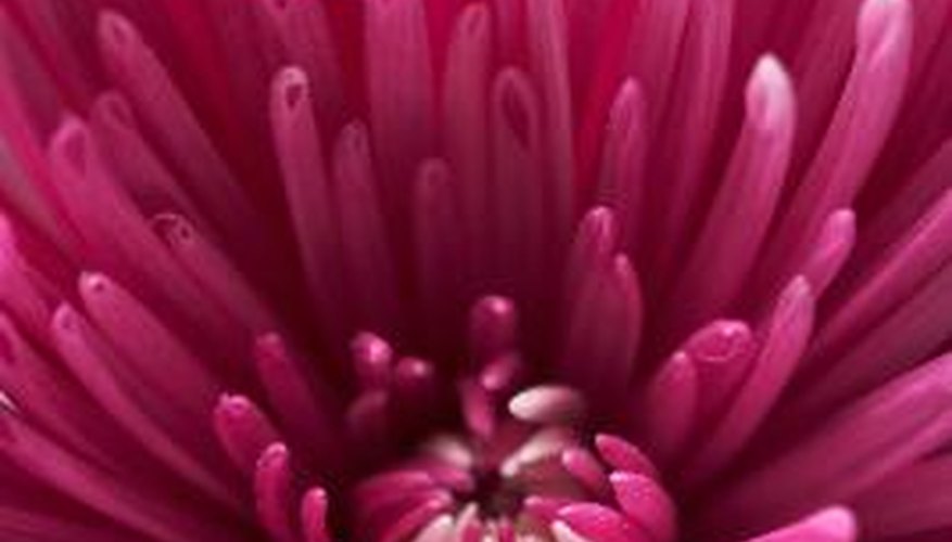 Chrysanthemums provide fall color after most flowers have stopped blooming. Chrysanthemums provide fall color after most flowers have stopped blooming.