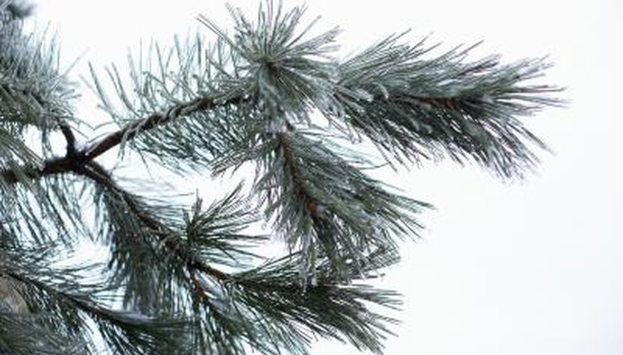 Pines aren't widely native to Indiana, only in pockets outside the prairies. Pines aren't widely native to Indiana, only in pockets outside the prairies.
