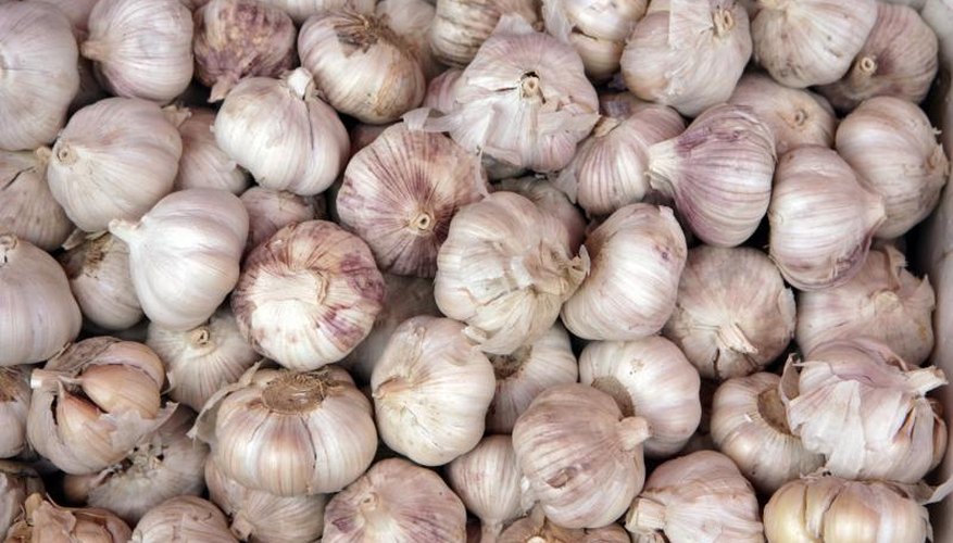 A pound of seed garlic can produce up to 7 pounds at harvest. A pound of seed garlic can produce up to 7 pounds at harvest.