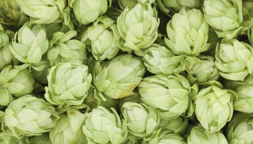 A close-up of green hops. A close-up of green hops.