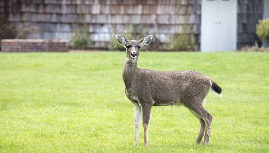 A doe stands in the yard of a house. A doe stands in the yard of a house.