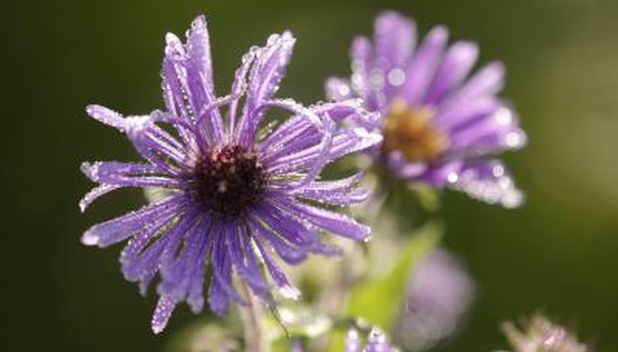 The aster is a classic fall flower. The aster is a classic fall flower.