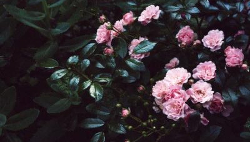 Prune shrub roses less severely than hybrid teas. Prune shrub roses less severely than hybrid teas.