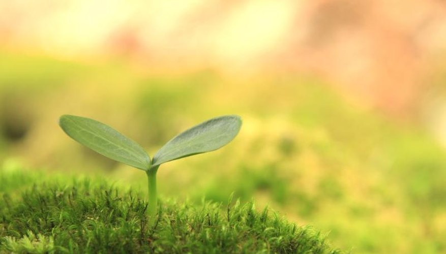 A young seedling. A young seedling.