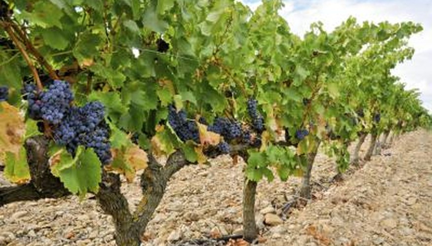 Vineyards are abundant in Spain. Vineyards are abundant in Spain.