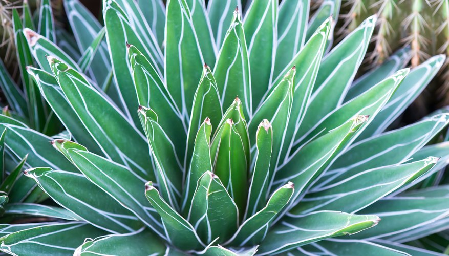The agave is often planted in Mexican-style gardens. The agave is often planted in Mexican-style gardens.