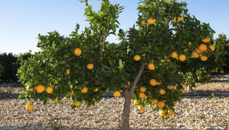 Valencia (Citrus sinensis 'Valencia') is grown commercially in USDA zones 9 to 11. Valencia (Citrus sinensis 'Valencia') is grown commercially in USDA zones 9 to 11.