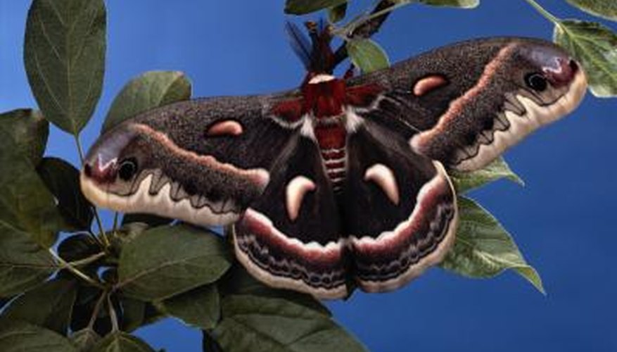 Cecropia moth caterpillars develop into a striking moth. Cecropia moth caterpillars develop into a striking moth.