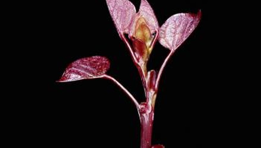 Redbud is one of the many plants native to Texas. Redbud is one of the many plants native to Texas.