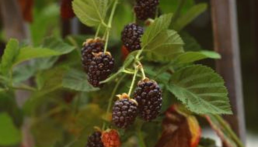 Avoid using lawn fertilizer on your blackberry plants. Avoid using lawn fertilizer on your blackberry plants.