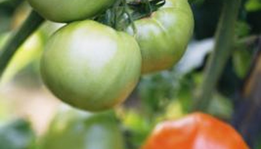 Annual vs. Perennial Tomatoes Garden Guides