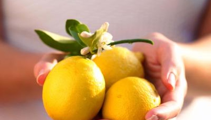 Potted lemon trees need moderate care to produce healthy fruits. Potted lemon trees need moderate care to produce healthy fruits.