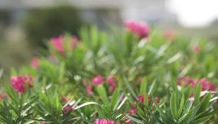 Oleanders are well-suited to coastal North Carolina landscapes. Oleanders are well-suited to coastal North Carolina landscapes.