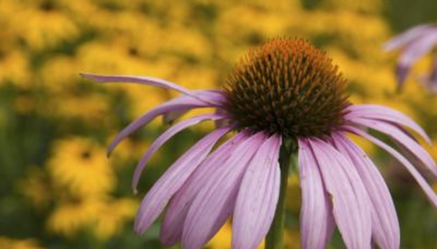 Coneflowers and other prairie plants are well-suited to swales. Coneflowers and other prairie plants are well-suited to swales.