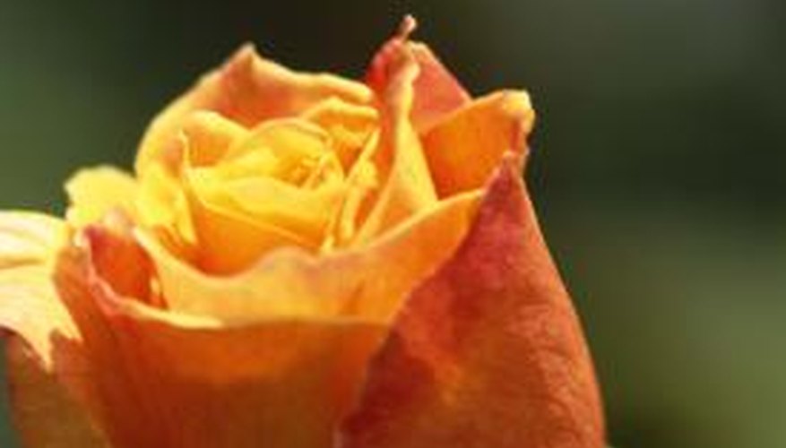A rose is an anthophyta plant. A rose is an anthophyta plant.