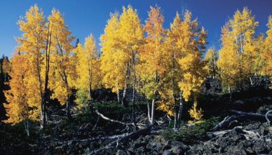 You can't miss the quaking aspen's brilliant foliage. You can't miss the quaking aspen's brilliant foliage.