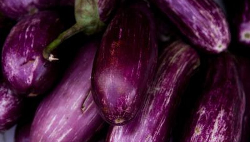 Eggplants generally produce about eight fruit per year. Eggplants generally produce about eight fruit per year.