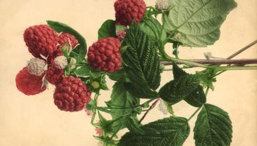 Raspberry plants produce new canes every year. Raspberry plants produce new canes every year.