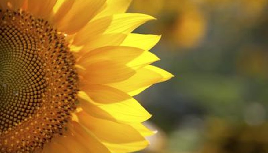 Sunflowers will draw butterflies to your garden. Sunflowers will draw butterflies to your garden.