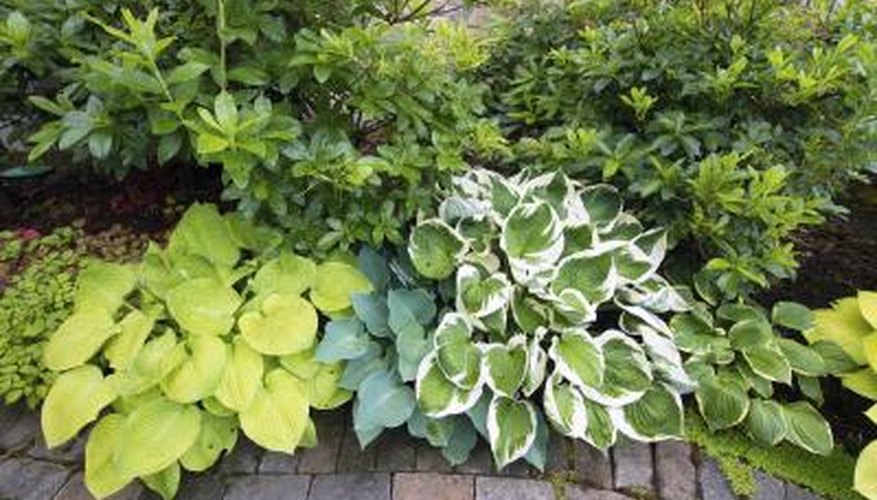 Hostas vary in foliage and size. Hostas vary in foliage and size.