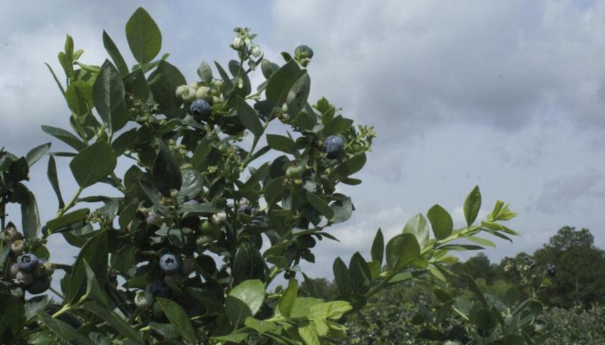 Blueberries flourish in the sandy soils of southwest Michigan. Blueberries flourish in the sandy soils of southwest Michigan.