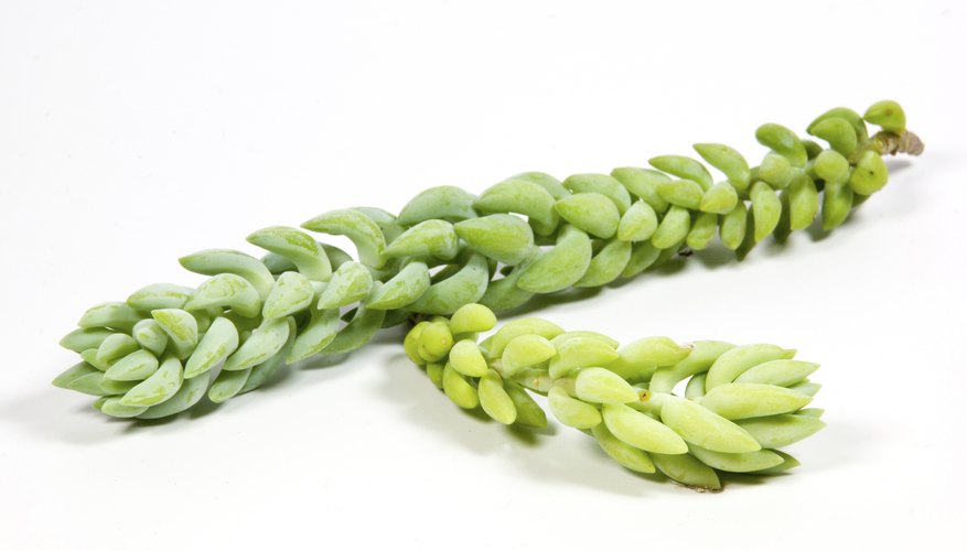 Donkey's tail works well trailing in a rock garden. Donkey's tail works well trailing in a rock garden.
