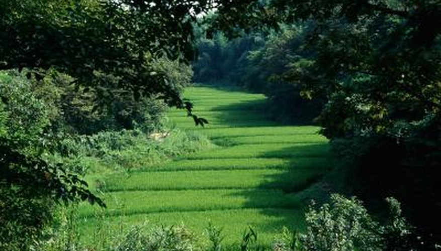 A perfect, weed-free lawn is every homeowner's dream. A perfect, weed-free lawn is every homeowner's dream.