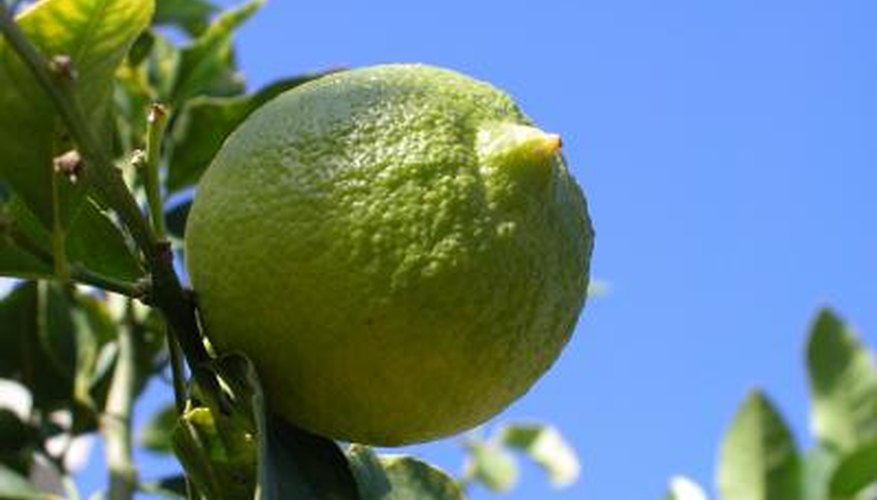 Limes are now grown in Florida. Limes are now grown in Florida.