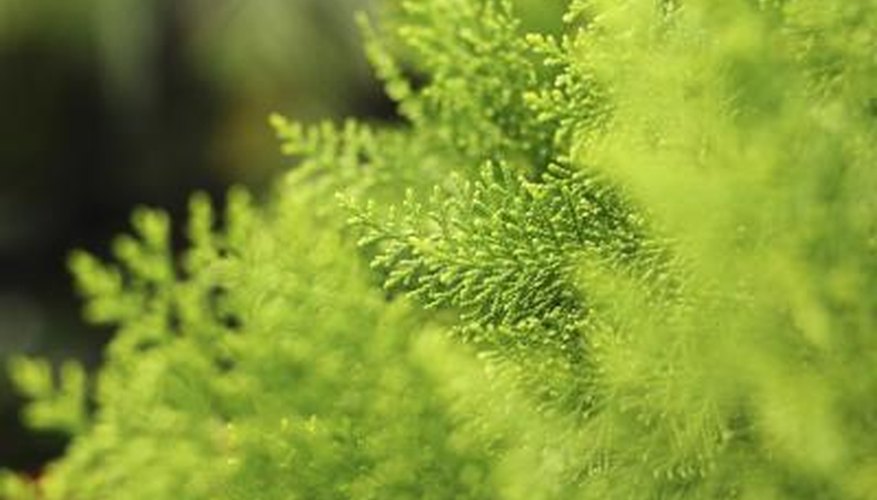The light, bright needles make arborvitae special shrubs. The light, bright needles make arborvitae special shrubs.