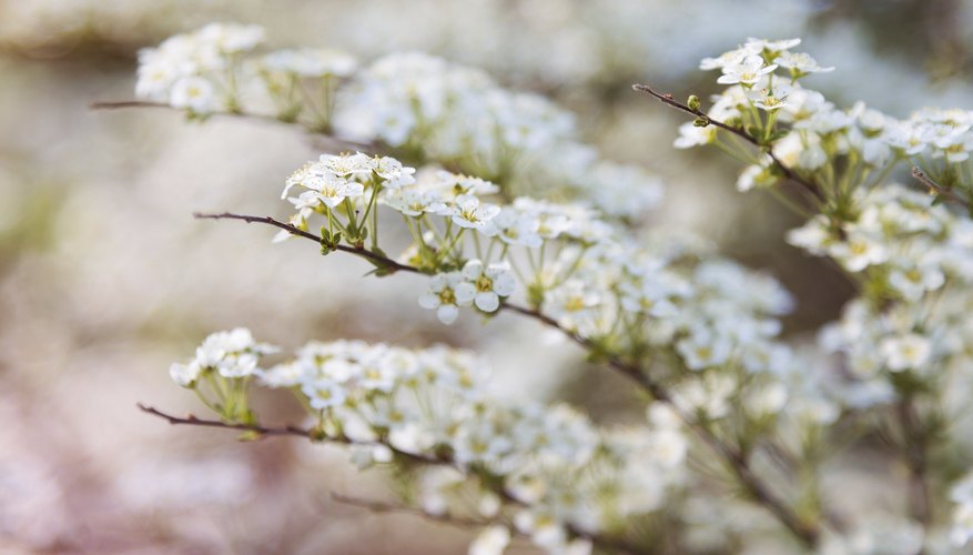 Spirea flowers are generally white, though the 'Alpina' cultivar offers light-pink blooms. Spirea flowers are generally white, though the 'Alpina' cultivar offers light-pink blooms.