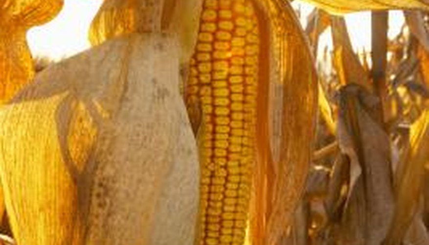 Protect your crop from theft by nuisance birds. Protect your crop from theft by nuisance birds.